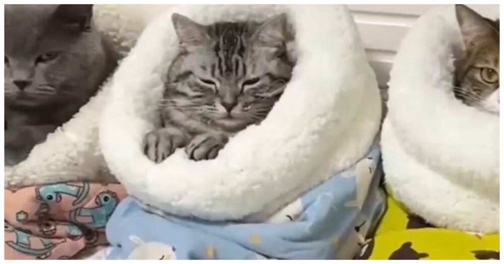 Специальные спальные мешки для котиков