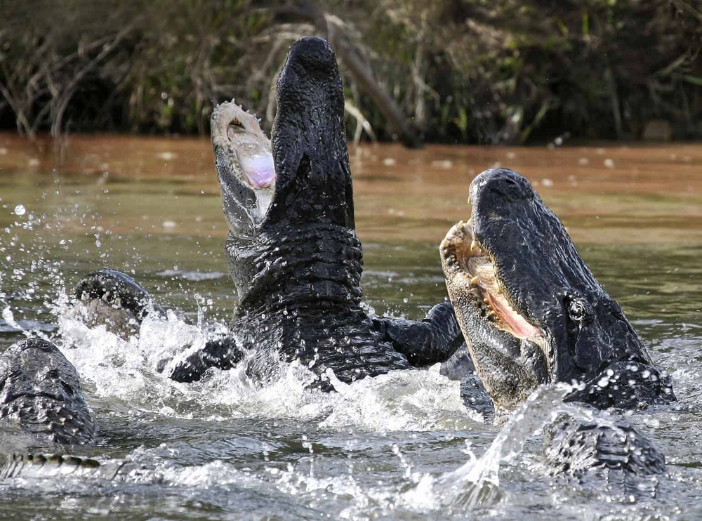 Зачем крокодилы мурлыкают как котики? Ведь у них даже нет голосовых связок!