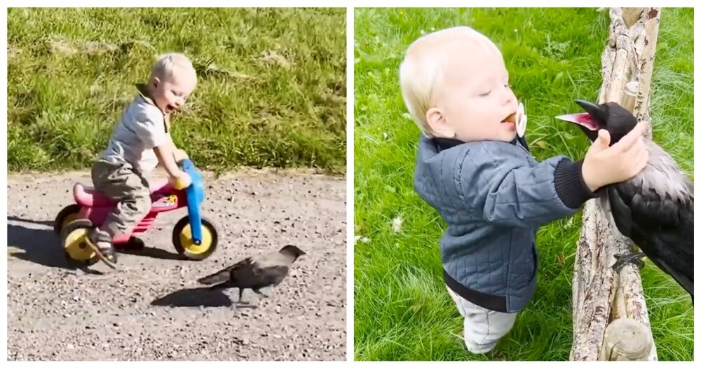 Ворона подружилась с двухлетним мальчиком