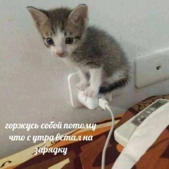 Скрины из соцсетей            