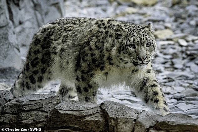 Впервые за 93 года: в зоопарк Англии привезли снежных барсов