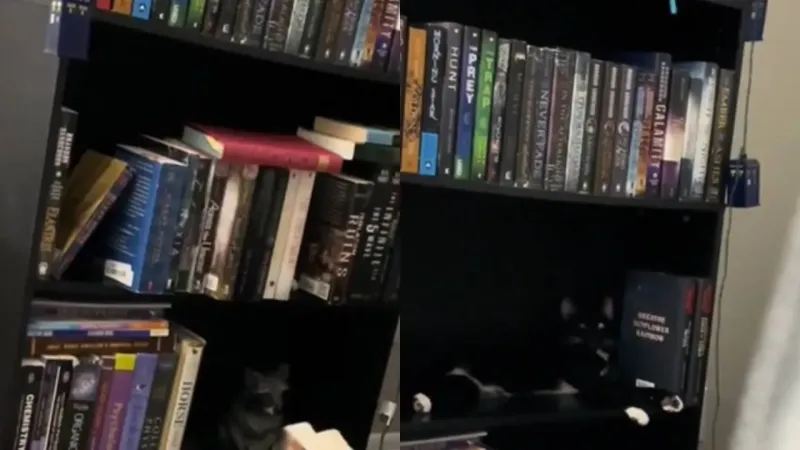 «Понаставили тут»: кот показал свое отношение к книгам