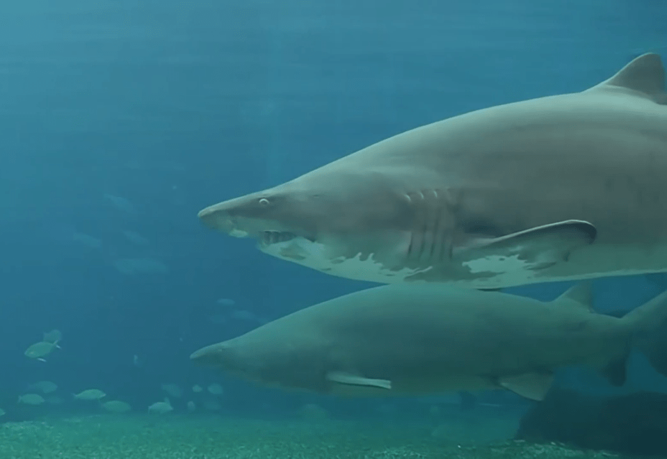 Беременная акула напала на ветеринара в Южной Африке