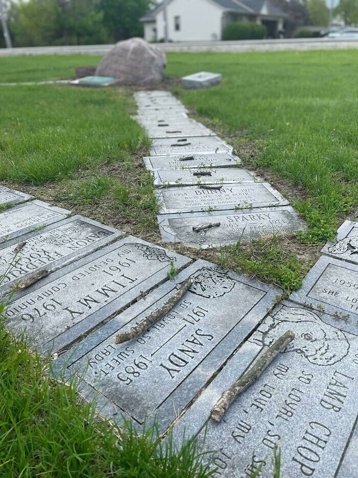 4. Кто-то положил палочки на каждую могилку на кладбище собак