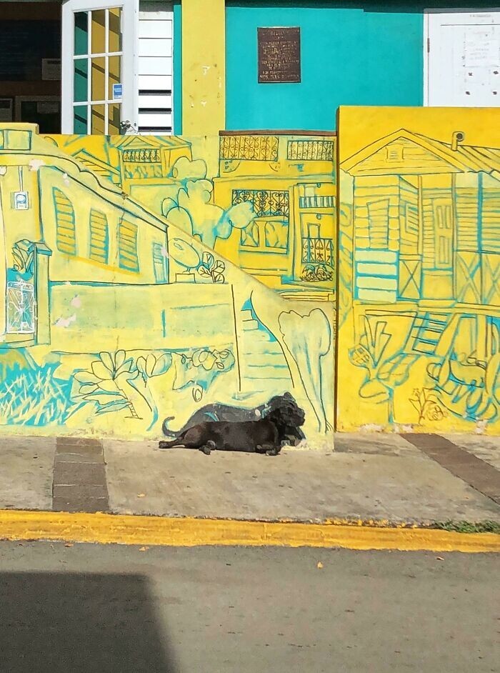 13. Граффити в Пуэрто-Рико. Художник нарисовал и собаку, которая постоянно здесь лежит