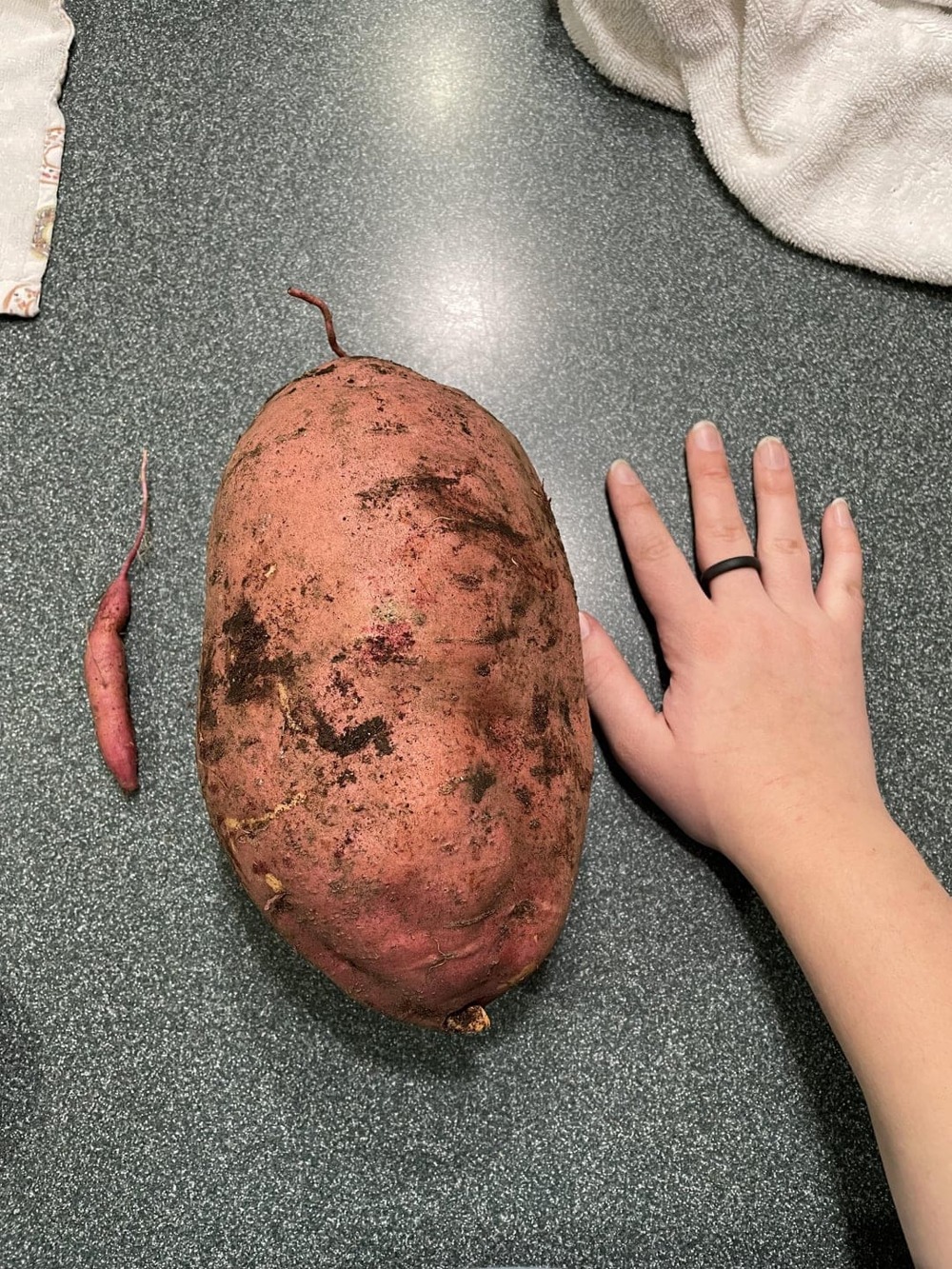«Самый большой и самый маленький сладкий картофель, которые моя мама вырастила в этом году»