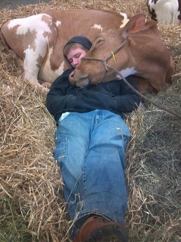5. «Наша корова Берта чувствовала себя неважно, поэтому вчера вечером мой сын пошел к ней, чтобы побыть рядом и позаботиться. Утром я обнаружил вот такую картину»