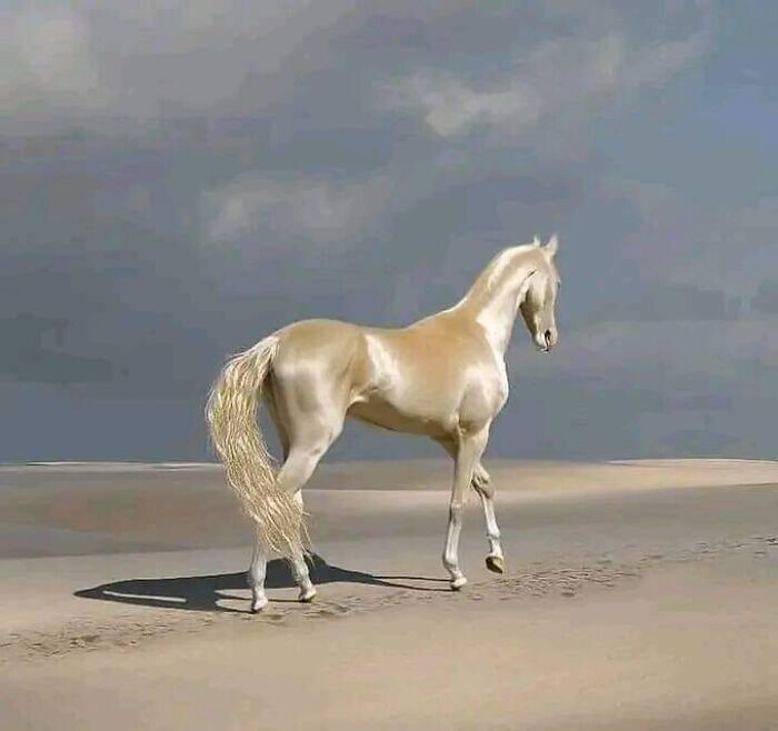17. Ахалтекинцы, пожалуй, самая красивая порода лошадей в мире. Помимо потрясающего металлического блеска (благодаря которому их прозвали «золотыми лошадьми»), они также известны своей скоростью и умом