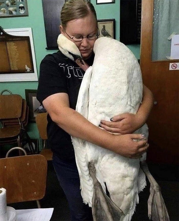 15. Лебедь обнимает врача-ветеринара, которая спасла ему жизнь