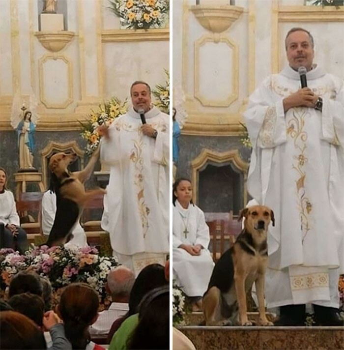 2. Бразильский священник Хуан Пабло забирает с улиц брошенных собак, кормит и купает их. Затем он представляет собаку на мессе и находит ей дом