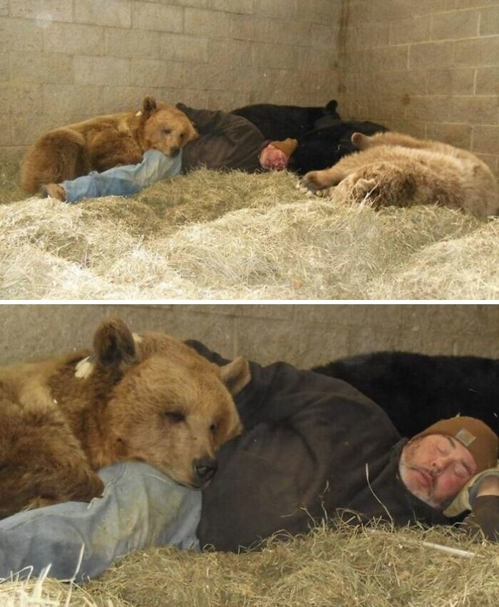 21. Джим Ковальчик, основатель медвежьего приюта, заботится о спасенных медвежатах изо дня в день. Он кормит их, купает, играет с ними, а иногда они даже дремлют вместе