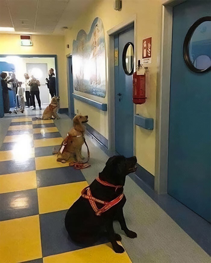 12. В детской больнице Италии собаки для терапии с нетерпением ждут встречи со своими детьми