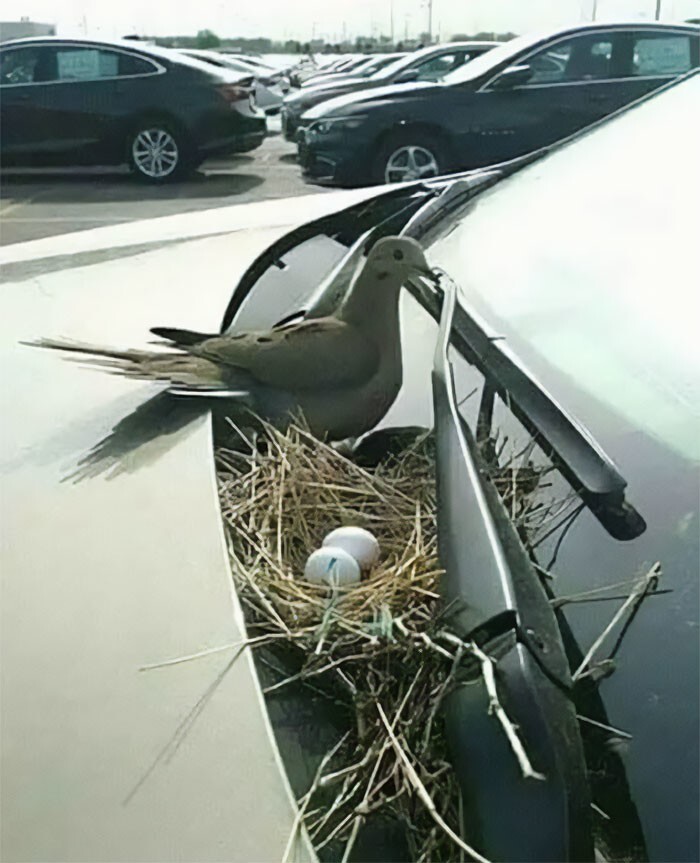 14. Владелец машины не заводил ее целый месяц, чтобы эта голубка высидела яйца. «Раз уж она выбрала мой автомобиль для строительства гнезда, я ее  не подведу», — сказал он