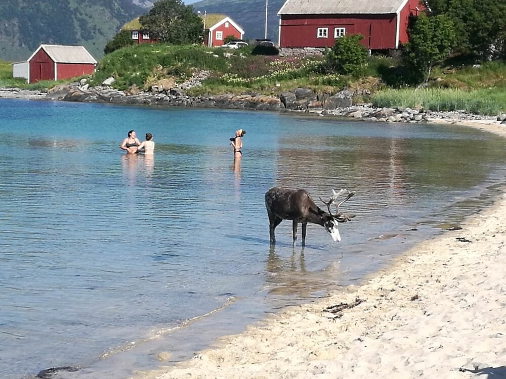 7. Это обычный день в Норвегии. Северный олень подошел к озеру, чтобы освежиться вместе с посетителями