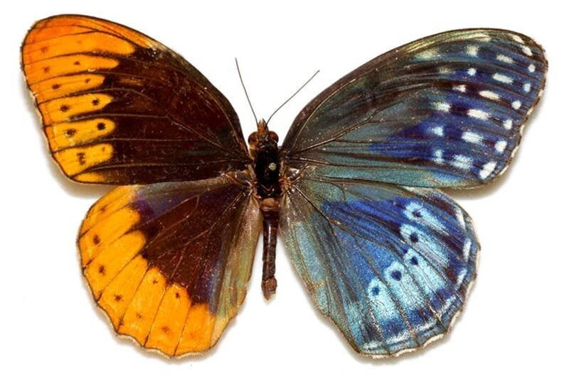 8. Бабочка-гермафродит, двусторонний гинандроморфизм - левая половина мужская, правая женская