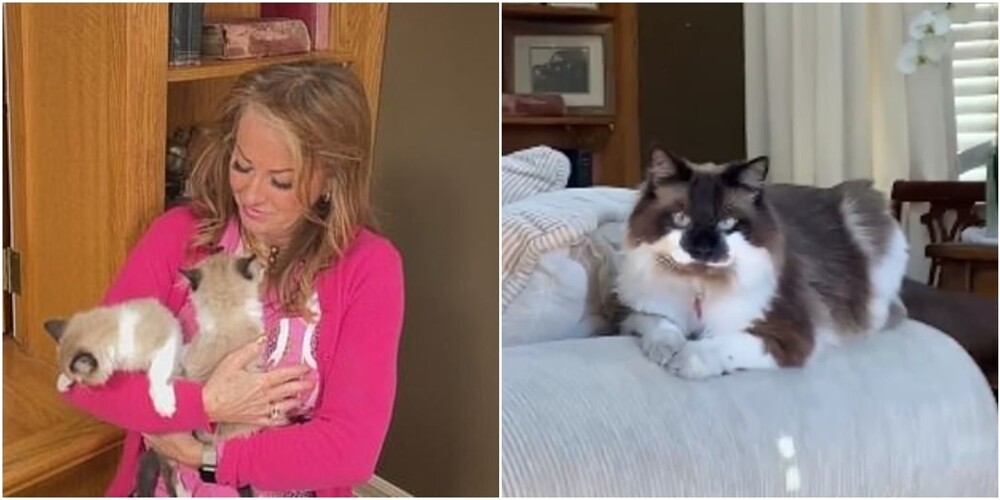 Женщина клонировала своего умершего кота, отдав годовую зарплату