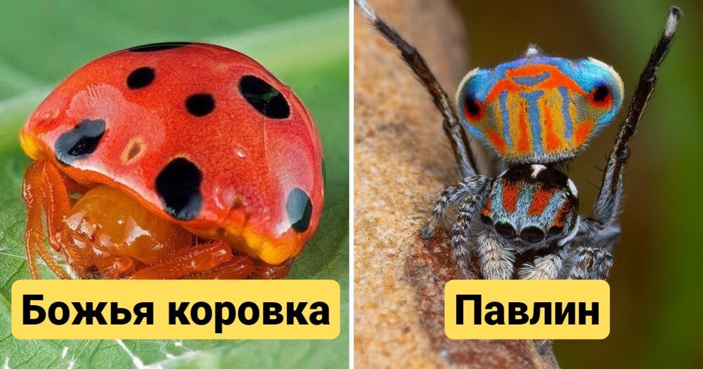 15 самых необычных видов пауков, которые совсем не похожи на своих типичных представителей