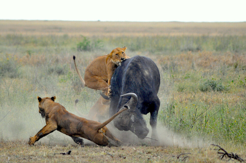 Львы охотятся хуже большинства хищников Африки, но их всё равно называют королями