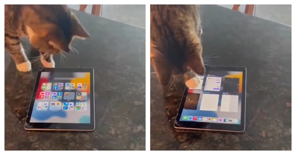 Кот самостоятельно запустил игру на планшете