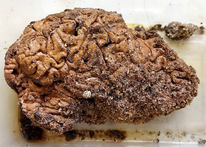 Учёные хотят выяснить, почему археологи иногда находят в древних черепах сохранившийся мозг