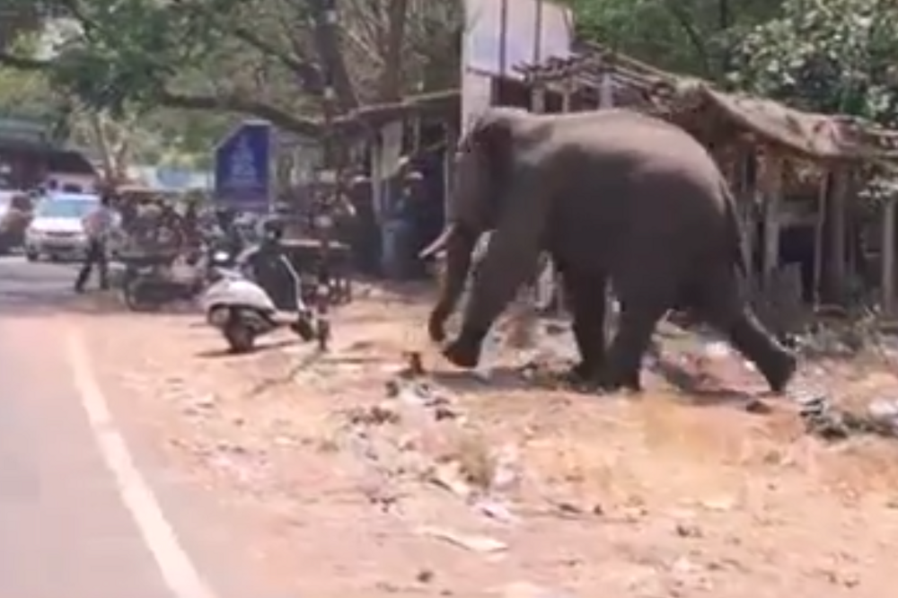 В Индии слон устроил переполох в деревне