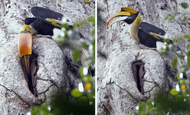 Самец «бетонирует» самку и детей заживо внутри дерева. Звучит мрачно, но в итоге все птицы счастливы
