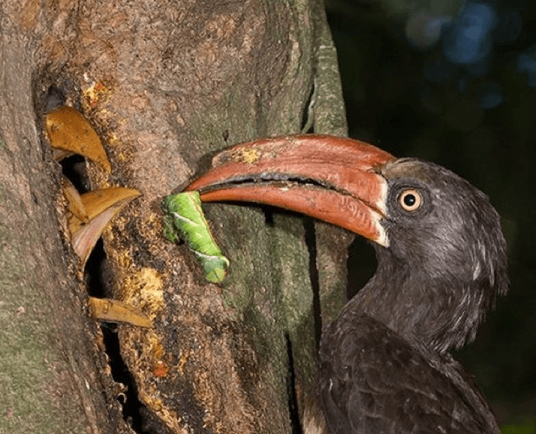 Самец «бетонирует» самку и детей заживо внутри дерева. Звучит мрачно, но в итоге все птицы счастливы