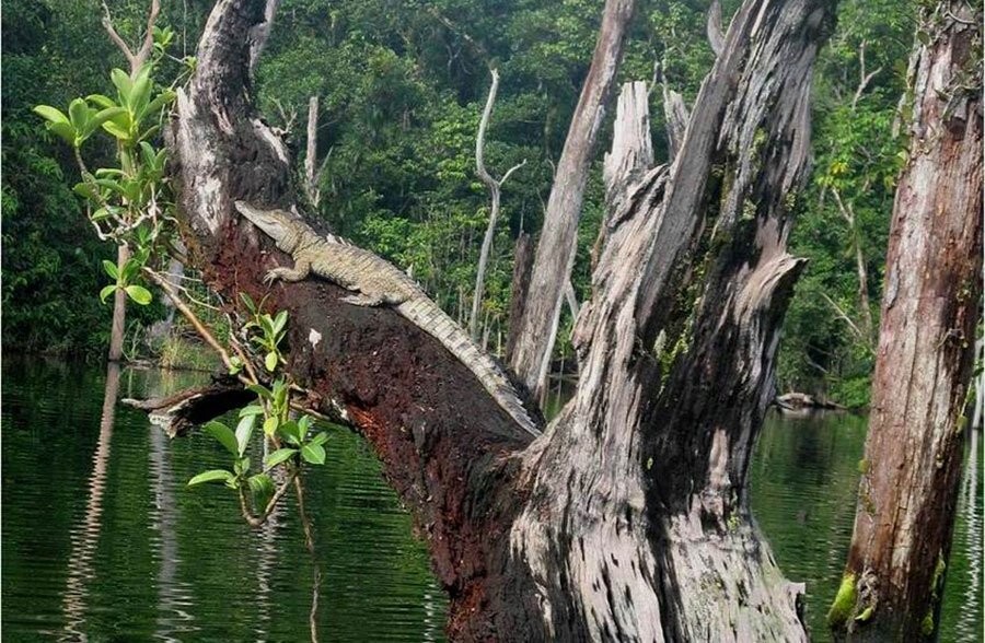 20. Крокодилы и аллигаторы могут лазать по деревьям