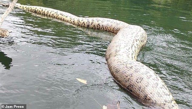 Самая большая в мире змея убита охотниками в тропических лесах Амазонки