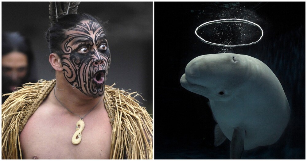 Король маори потребовал признать китов личностями