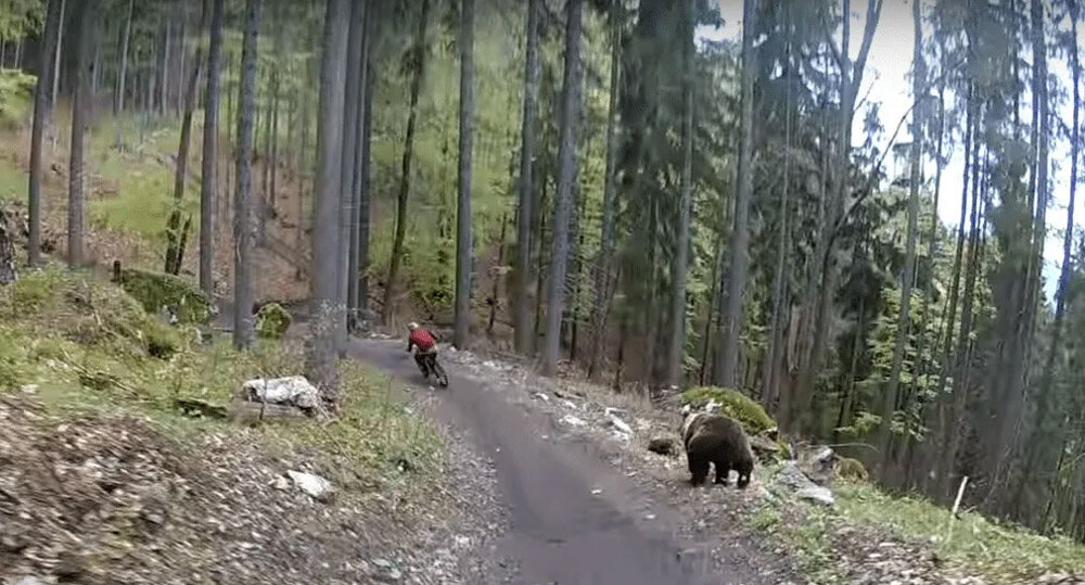 С какой скоростью бегает медведь. Догонит ли человека? А велосипедиста?
