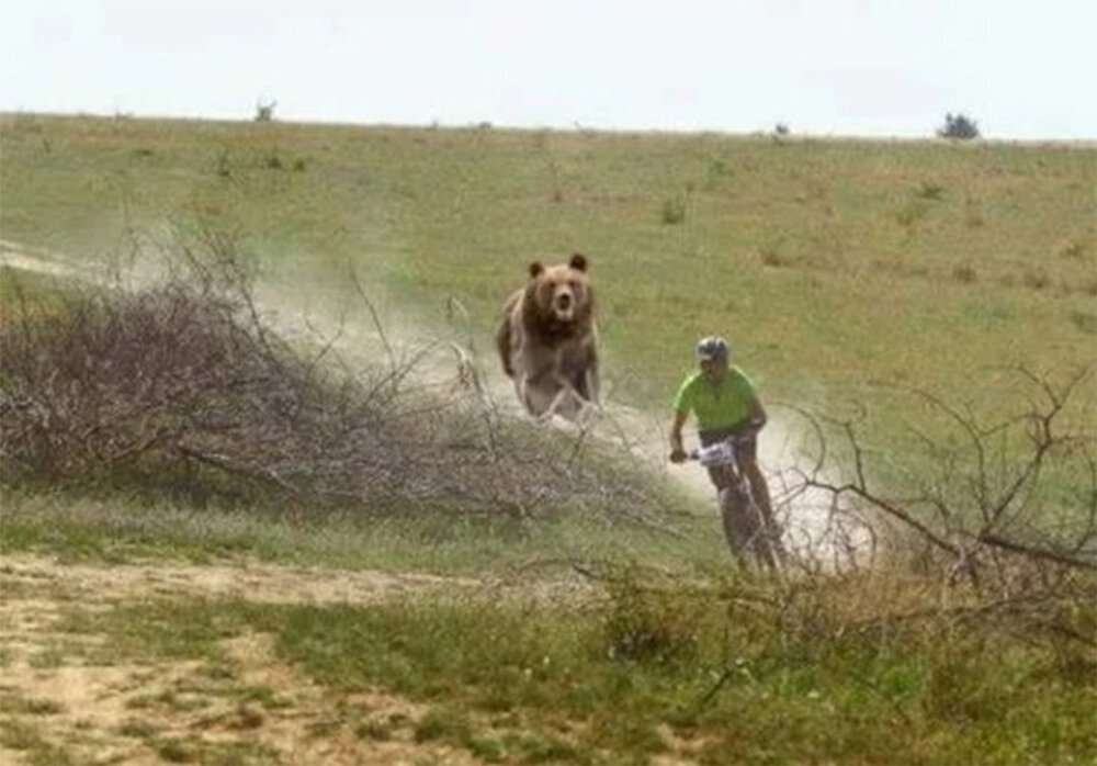 С какой скоростью бегает медведь. Догонит ли человека? А велосипедиста?