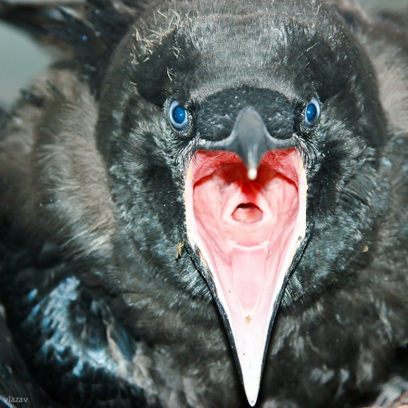 Как птицы могут говорить и петь, если у них нет губ и голосовых связок?