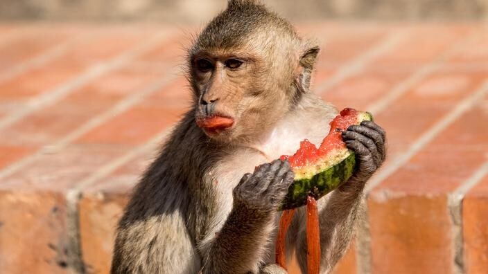"Банды" обезьян терроризируют тайский город