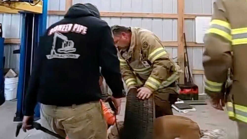 Собаку, сунувшую голову в колесо, пришлось спасать с помощью плазменного резака