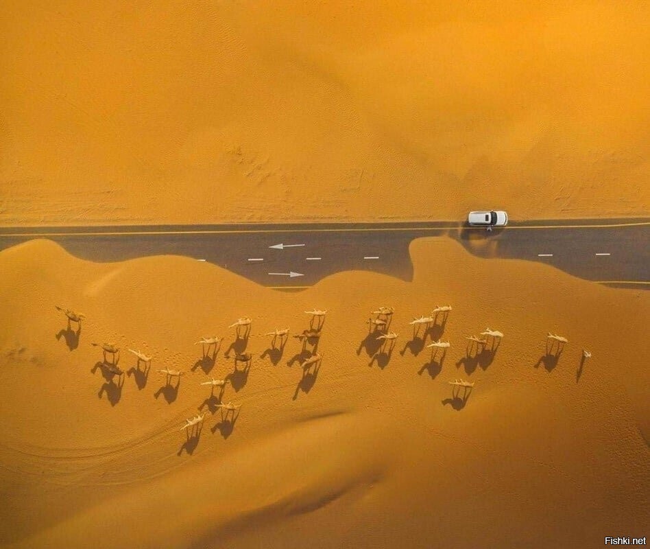 Пустыня и её корабли