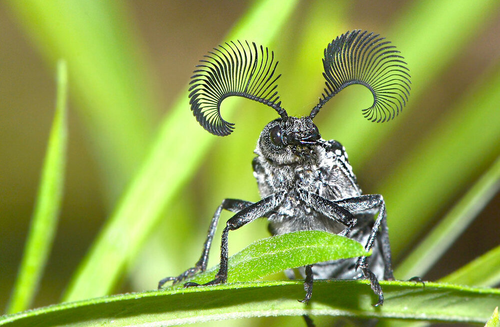 Радары запредельной мощности на голове жука. Какую информацию собирает это насекомое?