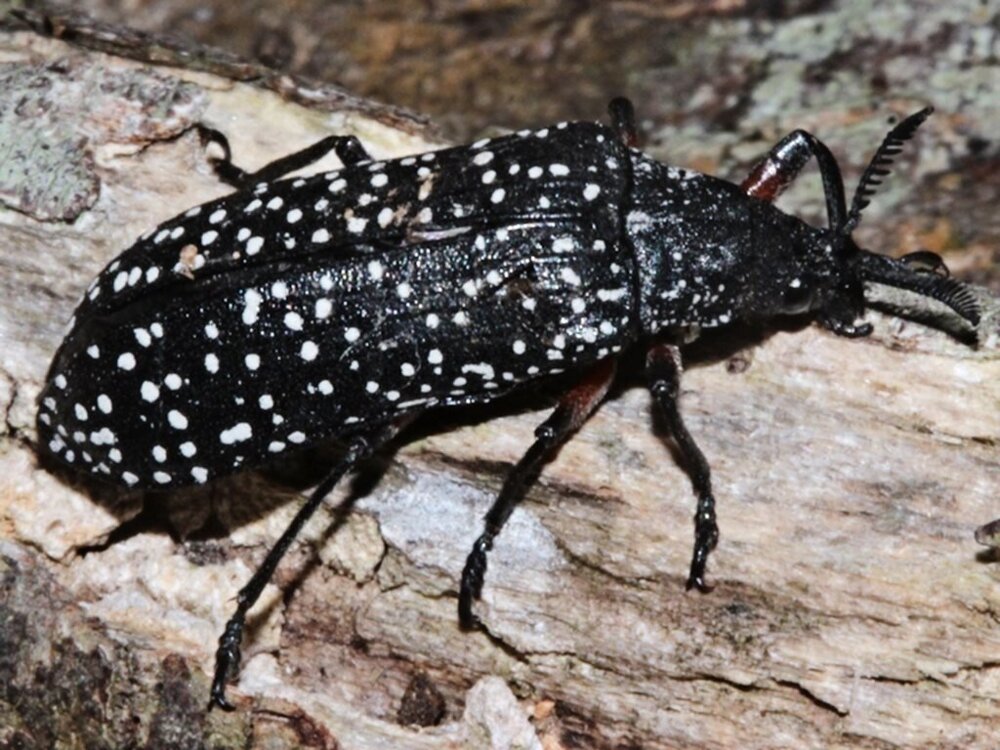 Радары запредельной мощности на голове жука. Какую информацию собирает это насекомое?