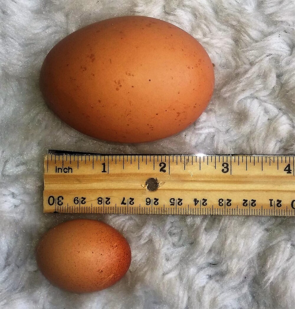 14. Яйцо вверху было снесено старой курицей, а яйцо внизу - молодой, которая только начала откладывать яйца