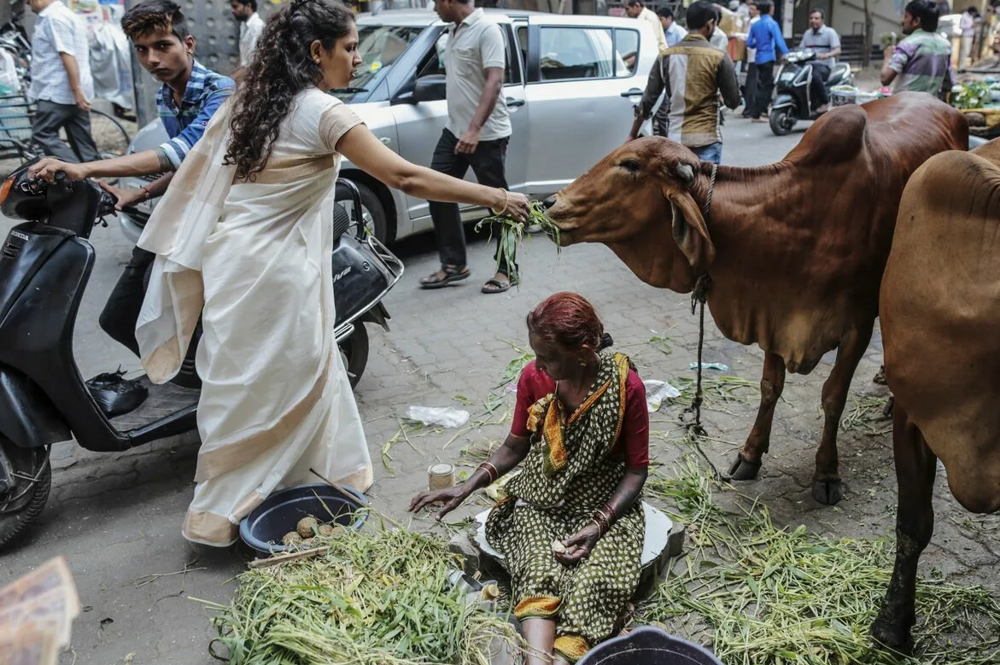 Коровий хаос поглощает Индию – тощие и жалкие святые
