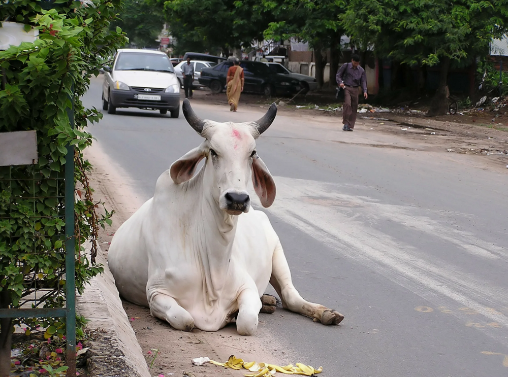 Коровий хаос поглощает Индию – тощие и жалкие святые