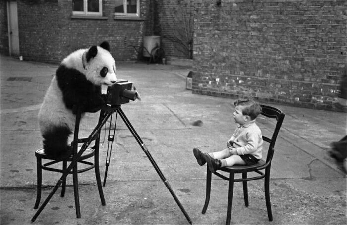 30. Панда Минг фотографирует мальчика в Лондонском зоопарке, декабрь 1938 года