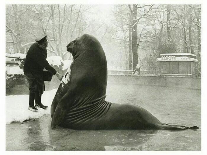 1. Морской слон Роланд принимает "снежную ванну" в Берлинском зоопарке, 1930-е годы