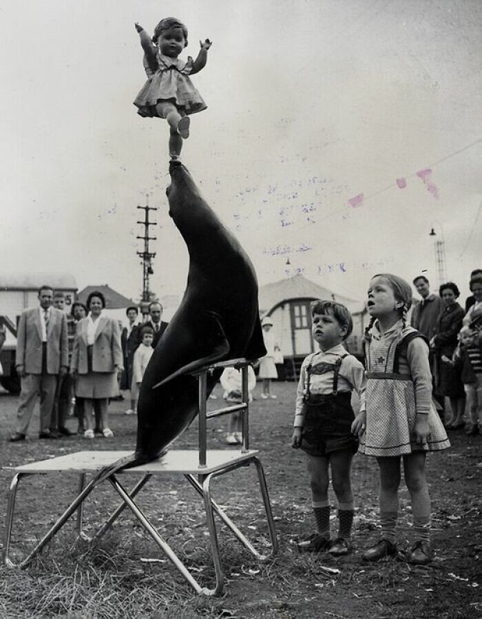 26. Цирковой тюлень держит куклу носиком. Германия, 1961 год