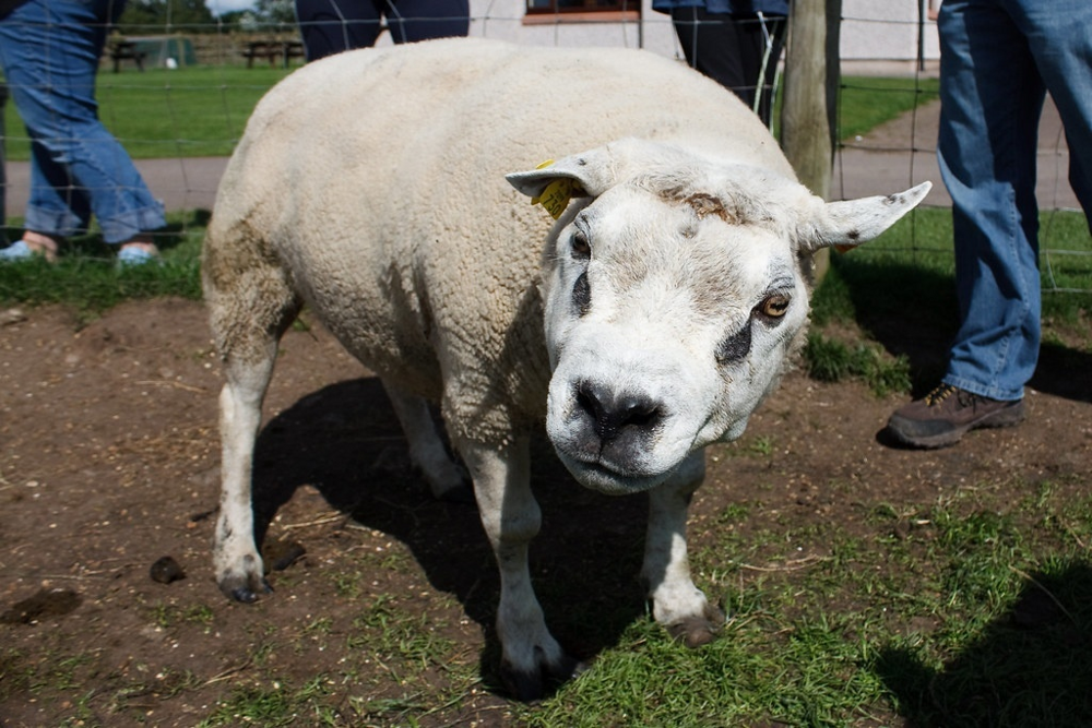 Белтекс: эта порода овец выглядит просто безумно