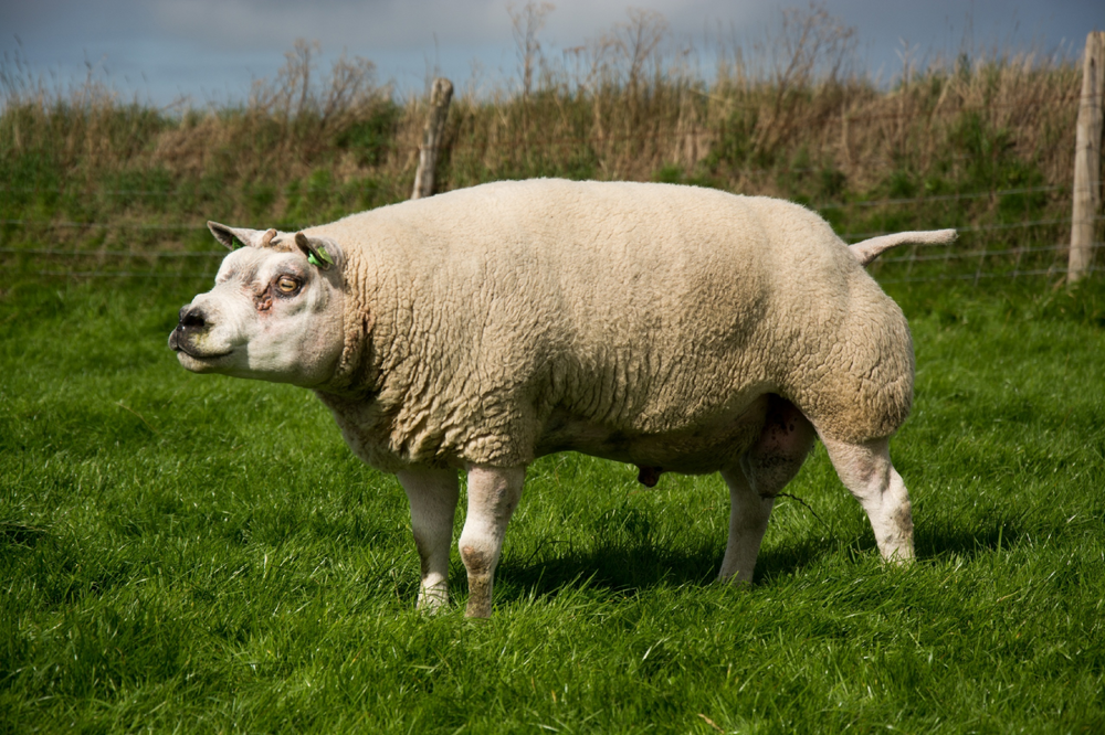 Белтекс: эта порода овец выглядит просто безумно