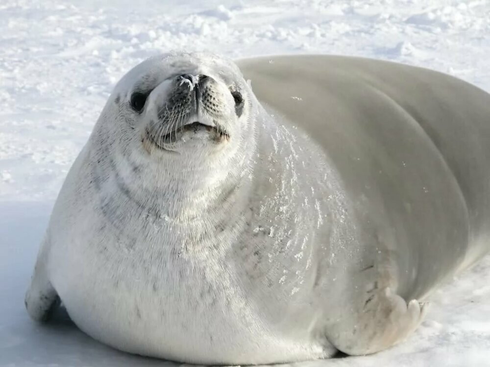 Что происходит с зубами у тюленей в Антарктиде? Вот до чего доводит обилие планктона