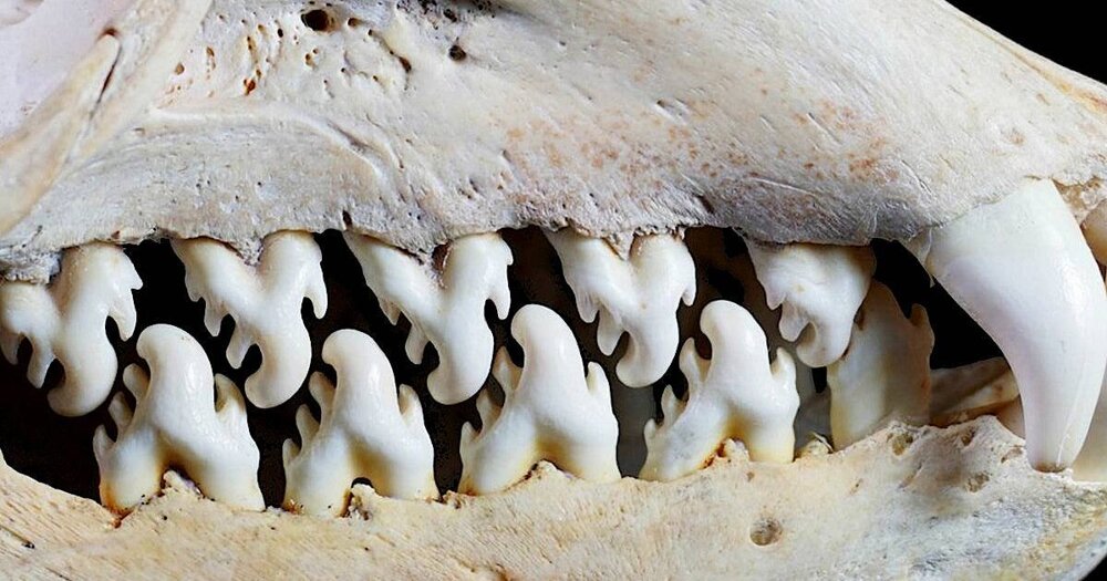 Что происходит с зубами у тюленей в Антарктиде? Вот до чего доводит обилие планктона