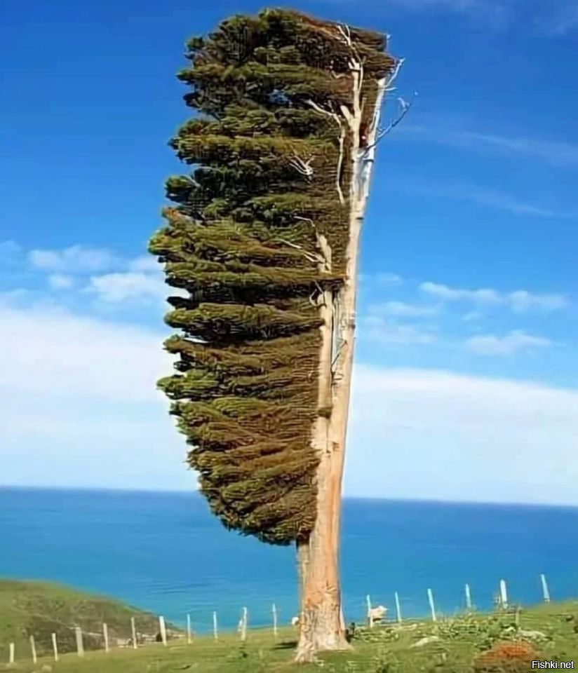 На побережье Новой Зеландии дуют очень сильные ветры, поэтому деревья научили...
