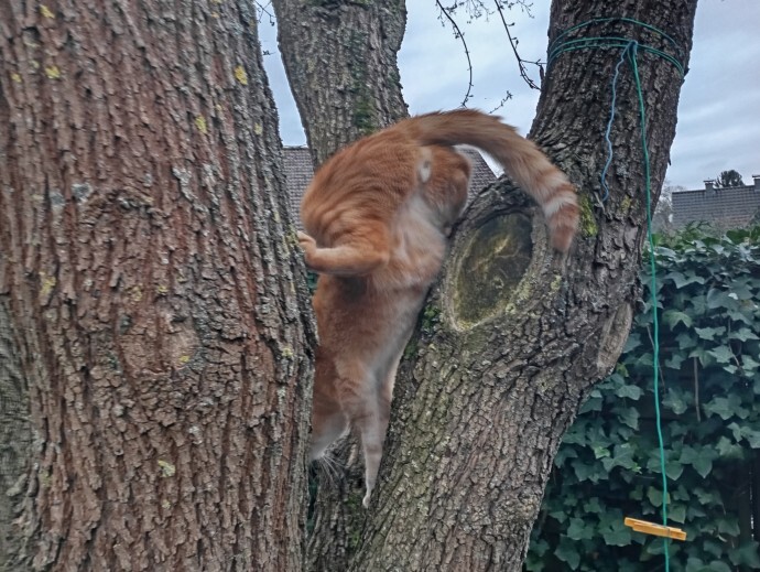 Рыжий кот и не сильно удобное дерево